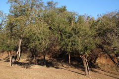 Vachellia robusta clavigera
