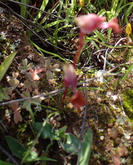 Disa spathulata spathulata