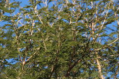 Vachellia robusta clavigera