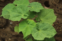 Abutilon mollicomum