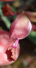 Disa spathulata spathulata
