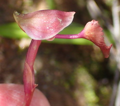 Disa spathulata spathulata