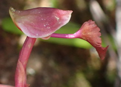 Disa spathulata spathulata