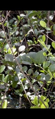 Butorides virescens image