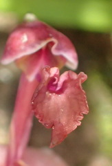 Disa spathulata spathulata