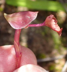 Disa spathulata spathulata