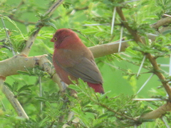 Lagonosticta senegala