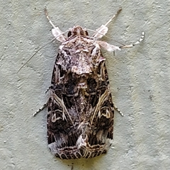 Ctenoplusia oxygramma