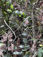 Butorides virescens image