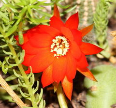 Lobivia silvestrii