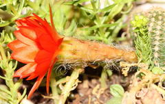 Lobivia silvestrii