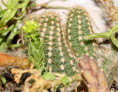Lobivia silvestrii