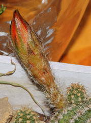 Lobivia silvestrii
