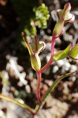 Disperis circumflexa aemula
