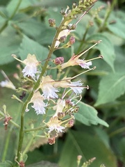 Collinsonia canadensis
