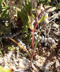 Disperis circumflexa aemula