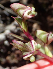Disperis circumflexa aemula