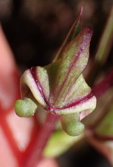 Disperis circumflexa aemula