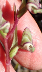 Disperis circumflexa aemula