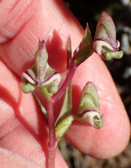Disperis circumflexa aemula