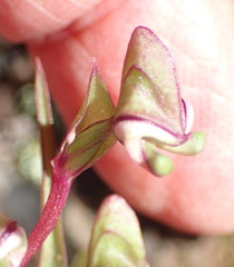 Disperis circumflexa aemula