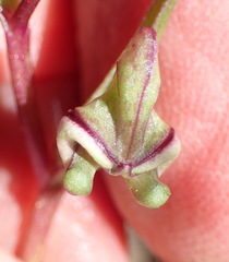 Disperis circumflexa aemula
