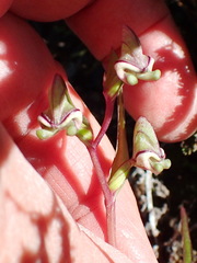Disperis circumflexa aemula