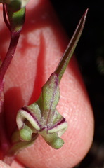 Disperis circumflexa aemula