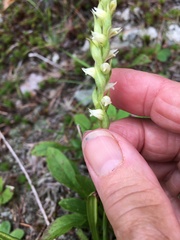 Spiranthes casei novaescotiae