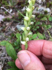 Spiranthes casei novaescotiae