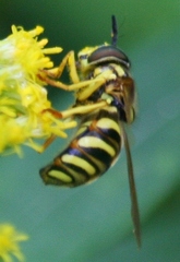 Chrysotoxum pubescens