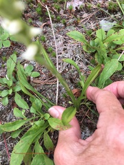 Spiranthes casei novaescotiae