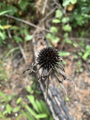 Echinacea sanguinea