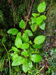 Jovellana punctata