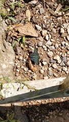 Phocides urania urania