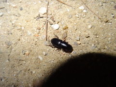 Dixus sphaerocephalus