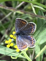 Polyommatus icarus