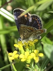 Polyommatus icarus