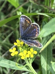 Polyommatus icarus