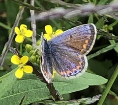 Polyommatus icarus
