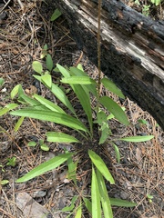 Echinacea sanguinea