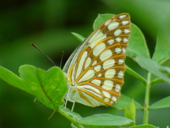 Colotis protomedia