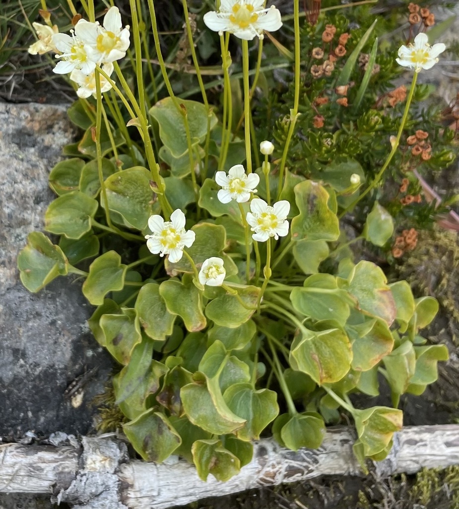 Fringed Grass of Parnassus