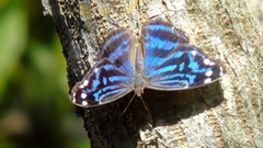 Myscelia ethusa ethusa