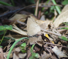 Cissia phronius