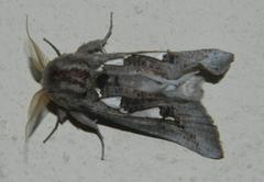 Antiophlebia bracteata
