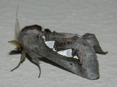 Antiophlebia bracteata