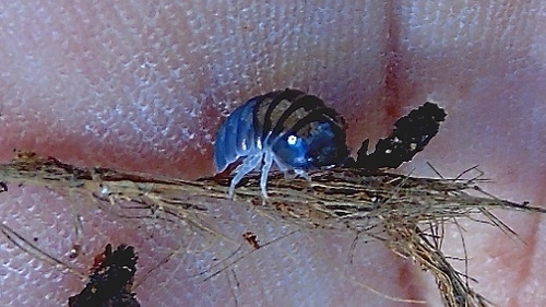 Armadillidae