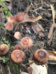 Spinellus