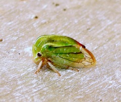 Tortistilus lateralis